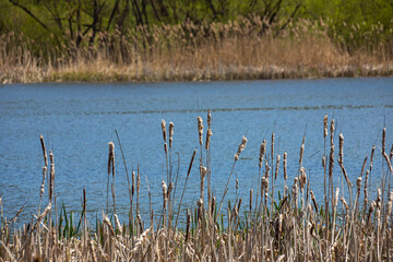 Cattails bulrush Typha latifolia beside river. Closeup of blooming cattails during early spring...