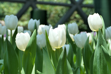 Tulips flower beautiful in garden plant - 774797463