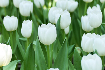Tulips flower beautiful in garden plant - 774797607