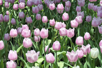 Tulips flower beautiful in garden plant - 774797684