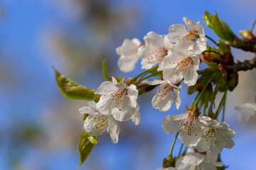 Selective focus of beautiful branches of cherry blossoms on the tree under blue sky, Beautiful...