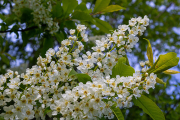 The blossoming bird cherry branch against the background of the blue sky. Spring. Macro. Flower vegetable background horizontally. Prunus padus