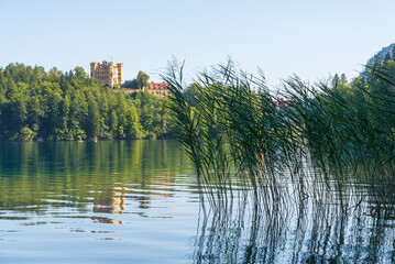 Green plants emerging from a peaceful lake in Bavaria, Germany. On the blurred background the famous medieval castle named "Hohenschwangau".
