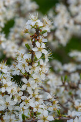 Prunus spinosa, Sloe white flowers in spring. Wild plant from the Rosaceae family witch produces edible berries in late autumn