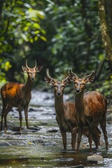 Fototapeta premium Group of Deer in Forest