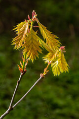 Young spring Green fresh maple leaves in macro. Summer sunny day, background image, spring concept