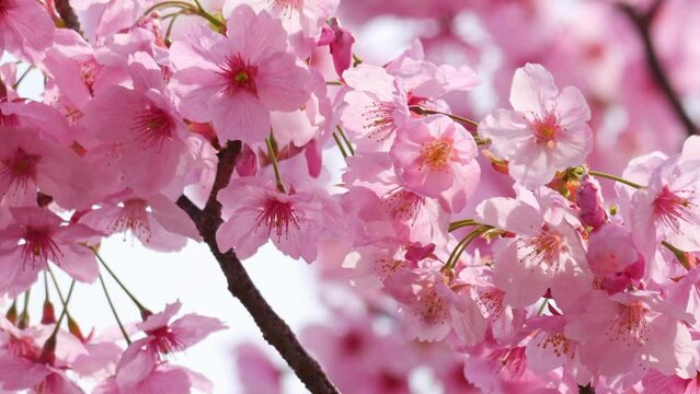 Blooming blossoms of sakura cherry tree in sunlight