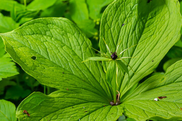 Paris quadrifolia. Flower close-up of the poisonous plant, herb-paris or the knot of true lovers. Blooming grass Paris. Crow's eye or raven eye, poisonous berry in the forest