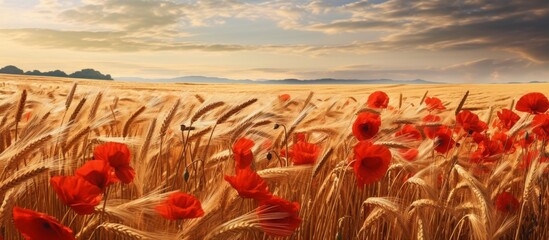 Fototapeta premium Golden wheat field illuminated by the sunshine, dotted with striking red poppies, creating a stunning natural contrast