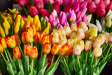 Bukiet tulipany pięknych kwiatów różnokolorowych na straganie we Wrocławiu na rynku