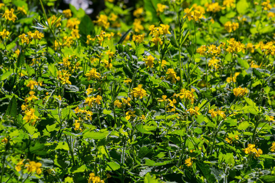 Macro photo of natural yellow flowers of celandine. Background blooming flowers plant celandine