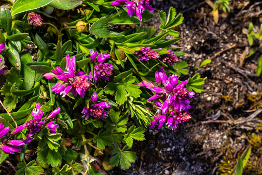 Polygala vulgaris, known as the common milkwort, is a herbaceous perennial plant of the family Polygalaceae. Polygala vulgaris subsp. oxyptera, Polygalaceae. Wild plant shot in summer