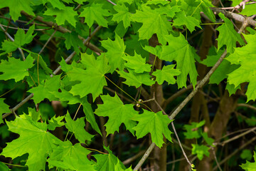 Young spring Green fresh maple leaves in macro. Summer sunny day, background image, spring concept