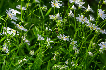 Stellaria holostea. delicate forest flowers of the chickweed, Stellaria holostea or Echte Sternmiere. floral background. white flowers on a natural green background. flowers in the spring forest