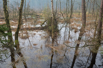 Drowning forest: dead Birches in a swamp
