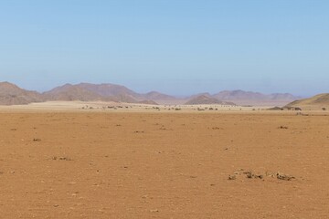 Fototapeta na wymiar Panoramic picture of the red dunes of the Namib Desert in Namibia against a blue sky in the evening light