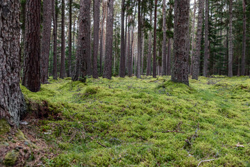 Ground level perspective of a lush, moss covered forest floor in Scotland. Surrounded by tall pine trees scene is testament to serene and vibrant life that thrives under the canopy of woodlands