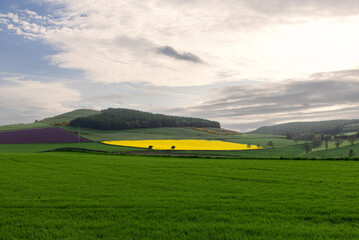 This captivating view of Scotland countryside features contrasting agricultural fields, a radiant...