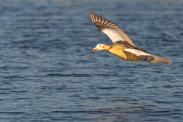 Egyptian Geese in flight over bushy park lake