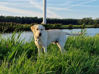 Blonde labrador with water