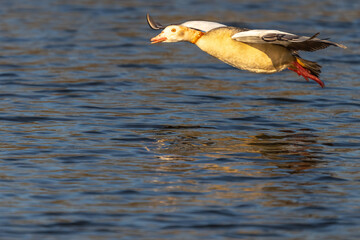 Egyptian Geese in flight over bushy park lake