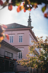 Urban landscape, tree in the foreground with old buildings in the background