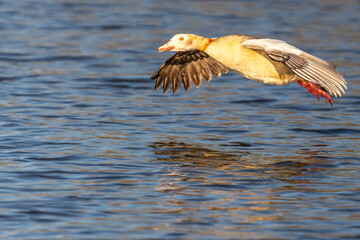 Egyptian Geese in flight over bushy park lake