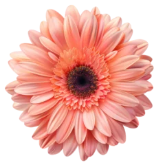Foto op Plexiglas gerbera flower © Patthranit