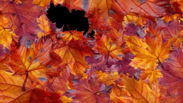 Realistic 3D render falling autumn Maple leaves. Element with alpha channel motion graphic background