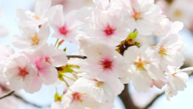White cherry blossom in springtime