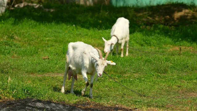 A cute white goat with bows on its horns and chews the grass. Farm.