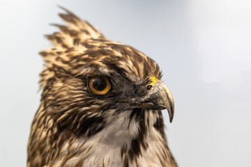 intense close-up of a young golden eagle with a keen eye