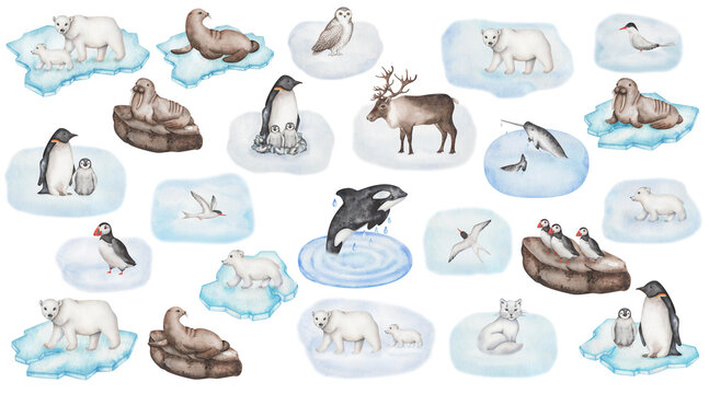 Watercolor set of illustrations. Hand painted animals of Arctic and Antarctica. Polar bear, killer whale, reindeer, fox, narwhal, fur seal, walrus. Puffin, tern, penguin, snow owl. Isolated clip art