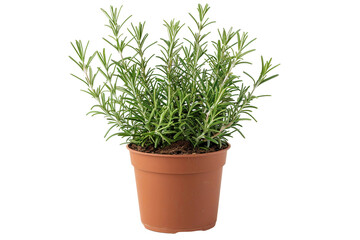 Rosemary Plant On Transparent Background.