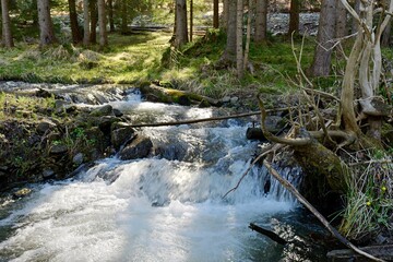 Obraz premium river in the forest