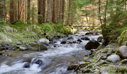 stream in the forest