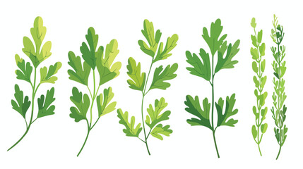 Fresh parsley leaf isolated. Cilantro leaves raw - obrazy, fototapety, plakaty