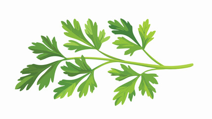 Fresh parsley leaf isolated. Cilantro leaves raw