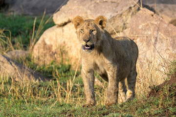 Young African Lion (Panthera leo) cub standing on savanna, looking at camera, Serengeti national park, Tanzania.