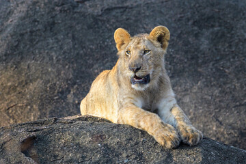 Young African Lion (Panthera leo) cub lying down on rock in the early morning sun, Serengeti national park, Tanzania.