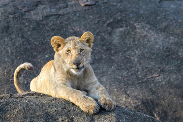 Young African Lion (Panthera leo) cub lying down on rock in the early morning sun, looking at camera, Serengeti national park, Tanzania.