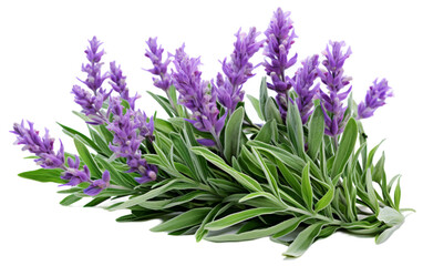 Fototapeta na wymiar A vibrant bunch of lavender flowers elegantly sprawled across a pristine white backdrop