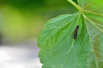 A caterpillar on a green leaf - 774811084