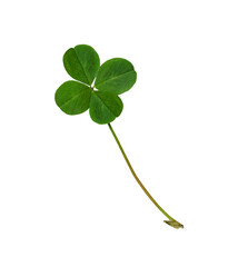Green clover leaf with four petals isolated on white or transparent background