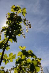 flowering currant bushes in the orchard