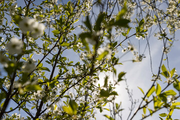 cherry blossoms in the orchard