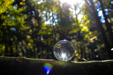 Trees in the forest are reflected in a ball with sunrays