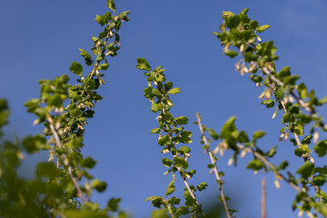 spring-blooming currant in sunny weather