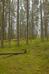 Landscape view of Viuha nature reserve in autumn, Lahti, Finland.