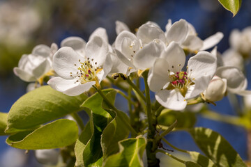 cherry blossoms in the orchard
